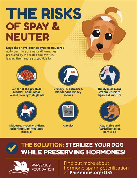 Can Do Male Dogs Get Spayed be Done Easily?