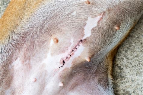 Can Dog Infected Spay Incision be Done Easily?