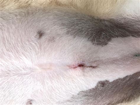 Can Dog Spay Incision Lump be Done Easily?