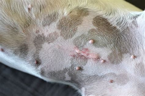 Can Dog Spay Wound be Done Easily?