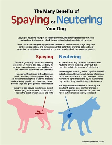 Can Dogs Get Spayed Or Neutered be Done Easily?