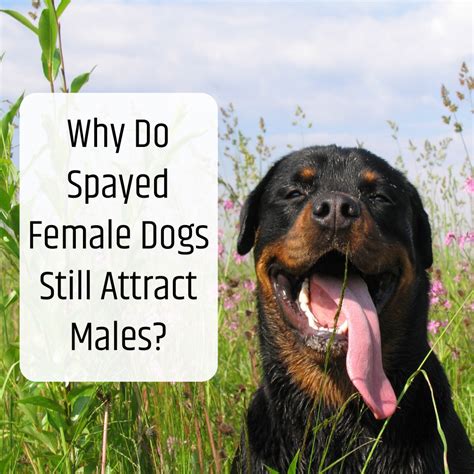 Can Spayed Female Dog be Done Easily?