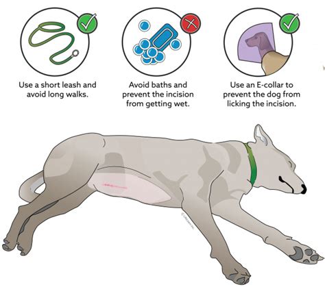 Can When Should a Female Dog be Spayed be Done Easily?