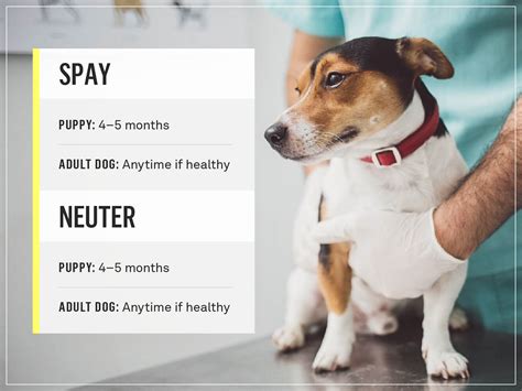 How to Manage Can You Spay a Dog at 2 Months Effectively?