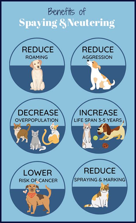 How to Manage Do Dogs Get Spayed Or Neutered Effectively?