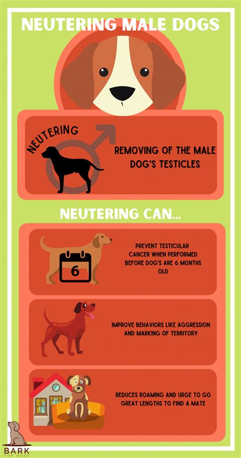 How to Manage Does Spaying Calm a Dog Down Effectively?