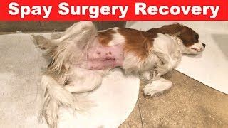 How to Manage Dog Recovery After Spaying Effectively?