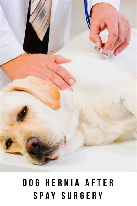 How to Manage Dog Spay Incision Hernia Effectively?