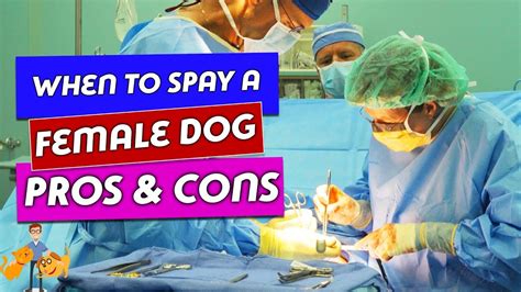 How to Manage Female Dog Spay Effectively?