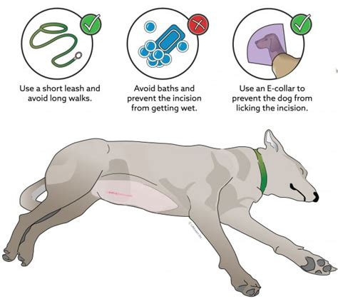 How to Manage Getting My Dog Spayed Effectively?