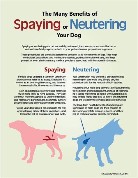 How to Manage How Dogs Get Spayed Effectively?