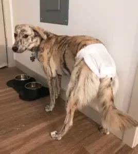 How to Manage My Dog Jumped After Being Spayed Effectively?