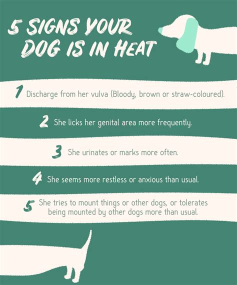 How to Manage Spaying a Dog in Heat Effectively?