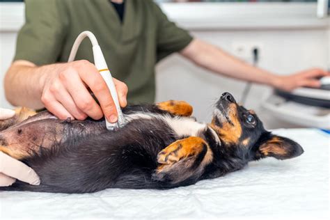 How to Manage Spaying Dog Cost Effectively?