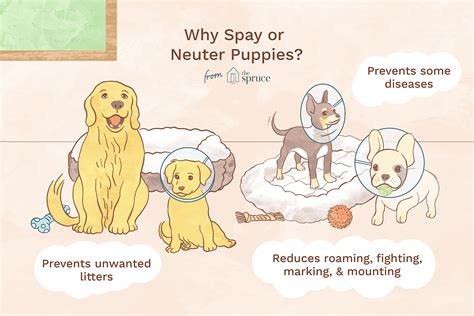 How to Manage What Does Spayed Mean for a Dog Effectively?