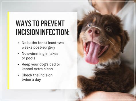 How to Manage When Do I Spay My Dog Effectively?