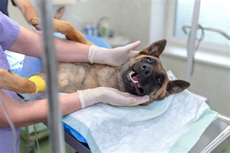 How to Manage When Should You Get a Dog Spayed Effectively?