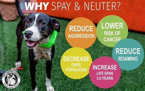 Is Affordable Dog Spay the Right Choice for Your Pet?