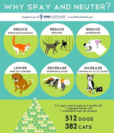 Is at What Age Should a Dog be Spayed the Right Choice for Your Pet?