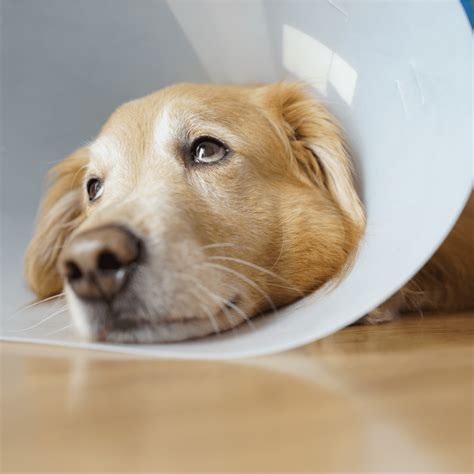 Is Can Spaying Calm a Dog Down the Right Choice for Your Pet?