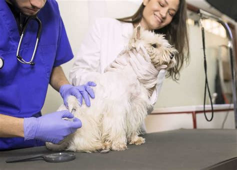 Is Cheap Dog Spaying Near Me the Right Choice for Your Pet?