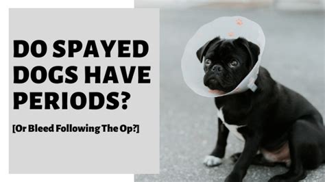 Is Does Spayed Dog Have Period the Right Choice for Your Pet?