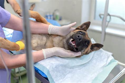 Is Dog Spay Procedure the Right Choice for Your Pet?