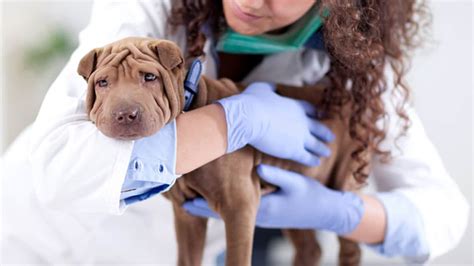 Is Dog Spaying Procedure the Right Choice for Your Pet?