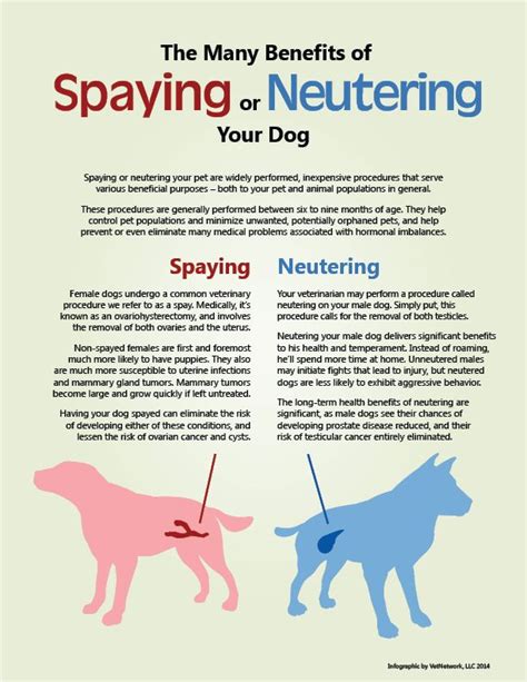 Is Female Dogs Spayed Or Neutered the Right Choice for Your Pet?