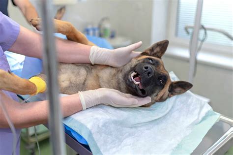 Is Healing Time for Dog Spay the Right Choice for Your Pet?