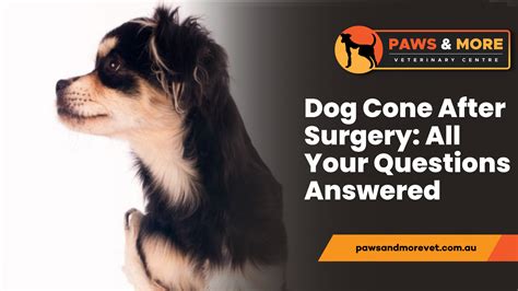 Is How Long to Keep Cone on Dog After Spay the Right Choice for Your Pet?