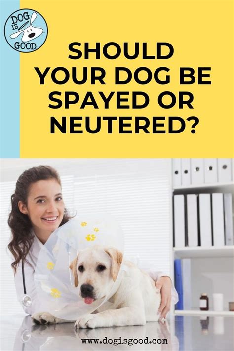 Is When Can a Dog be Spayed the Right Choice for Your Pet?