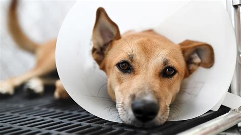 Is Where to Get My Dog Spayed Near Me the Right Choice for Your Pet?