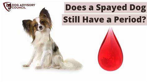 What Should You Know About Can Spayed Dogs Have Periods?