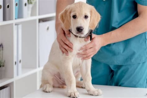 What Should You Know About Cost of Spaying Dog?