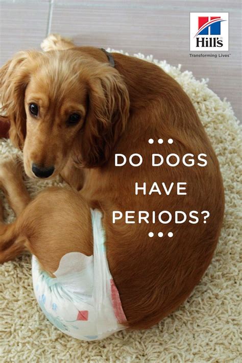 What Should You Know About Do Dogs Have Periods When Spayed?