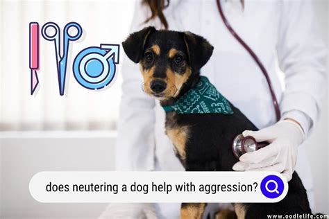 What Should You Know About Does Spaying a Dog Help with Aggression?