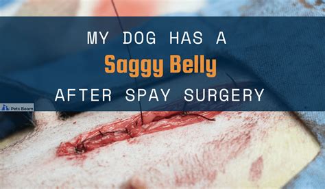 What Should You Know About Dog Hernia After Spay?