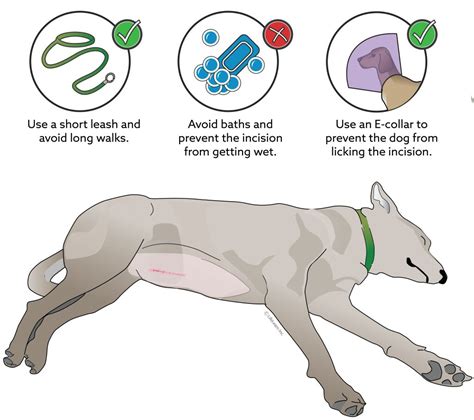 What Should You Know About Dog Spaying Recovery?