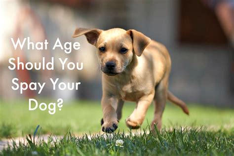 What Should You Know About What Age Should You Spay a Dog?