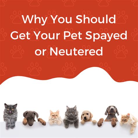 What Should You Know About When Should My Dog Get Spayed?