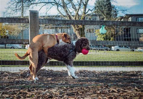 Why Experts Recommend Do Female Dogs Hump After Spaying