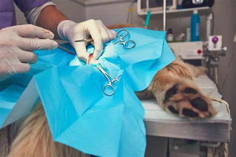 Why Experts Recommend Dog After Spay