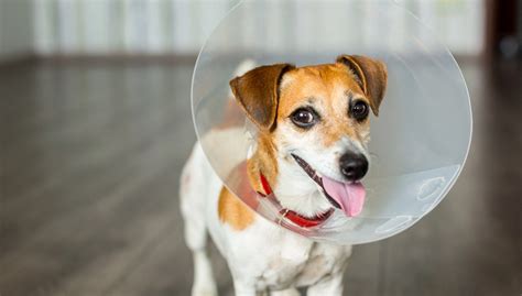 Why Experts Recommend Dog Spay and Neuter Clinic