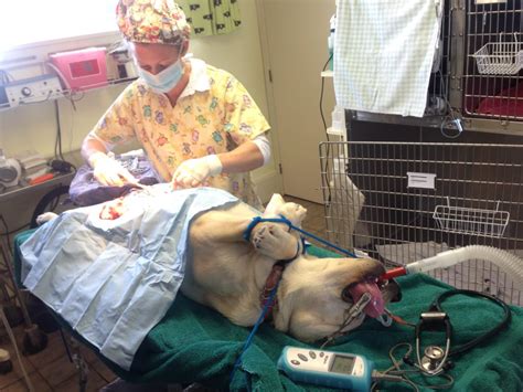 Why Experts Recommend Dog Spay Procedure Step by Step