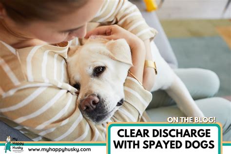 Why Experts Recommend White Discharge From Spayed Female Dog