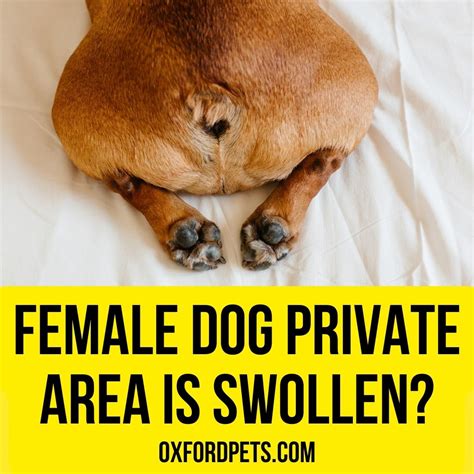 Why Experts Recommend Why Is My Spayed Female Dogs Private Area Swollen