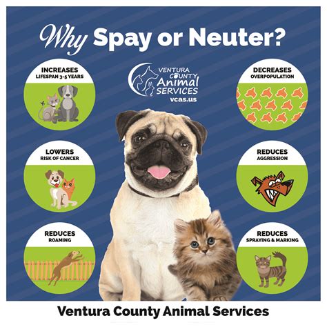 Why Experts Recommend Why Spay Or Neuter a Dog